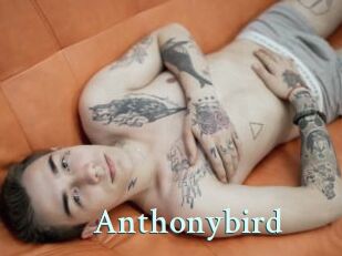 Anthonybird