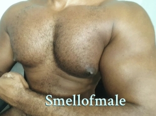 smellofmale Ambiance Gay
