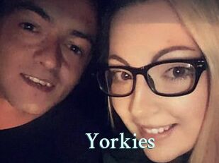 Yorkies